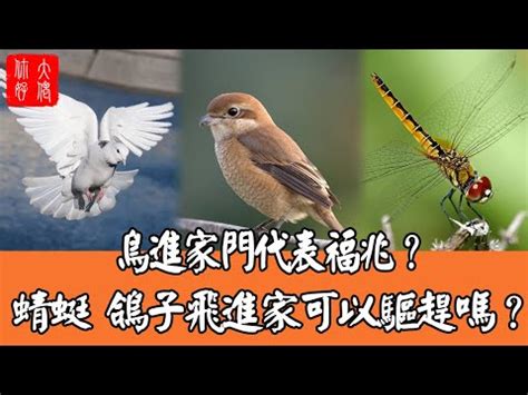 麻雀 風水|【麻雀飛進家裡代表什麼】飛雀臨門，吉兆還是兇兆？麻雀飛進家。